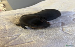 Dachshund dogs for sale: 4 mini dachshund pups - Image 5