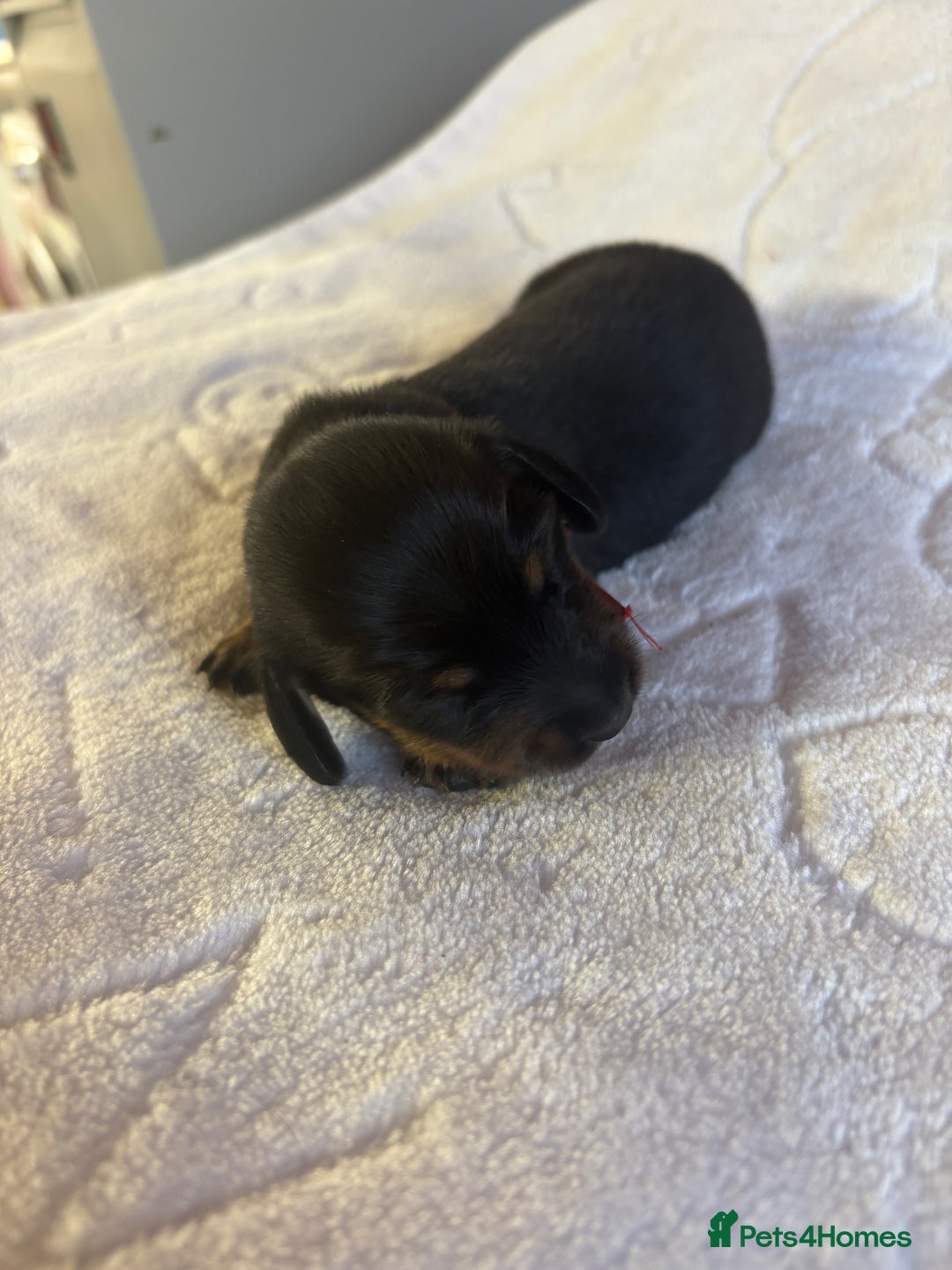 Dachshund dogs for sale: 4 mini dachshund pups - Image 5