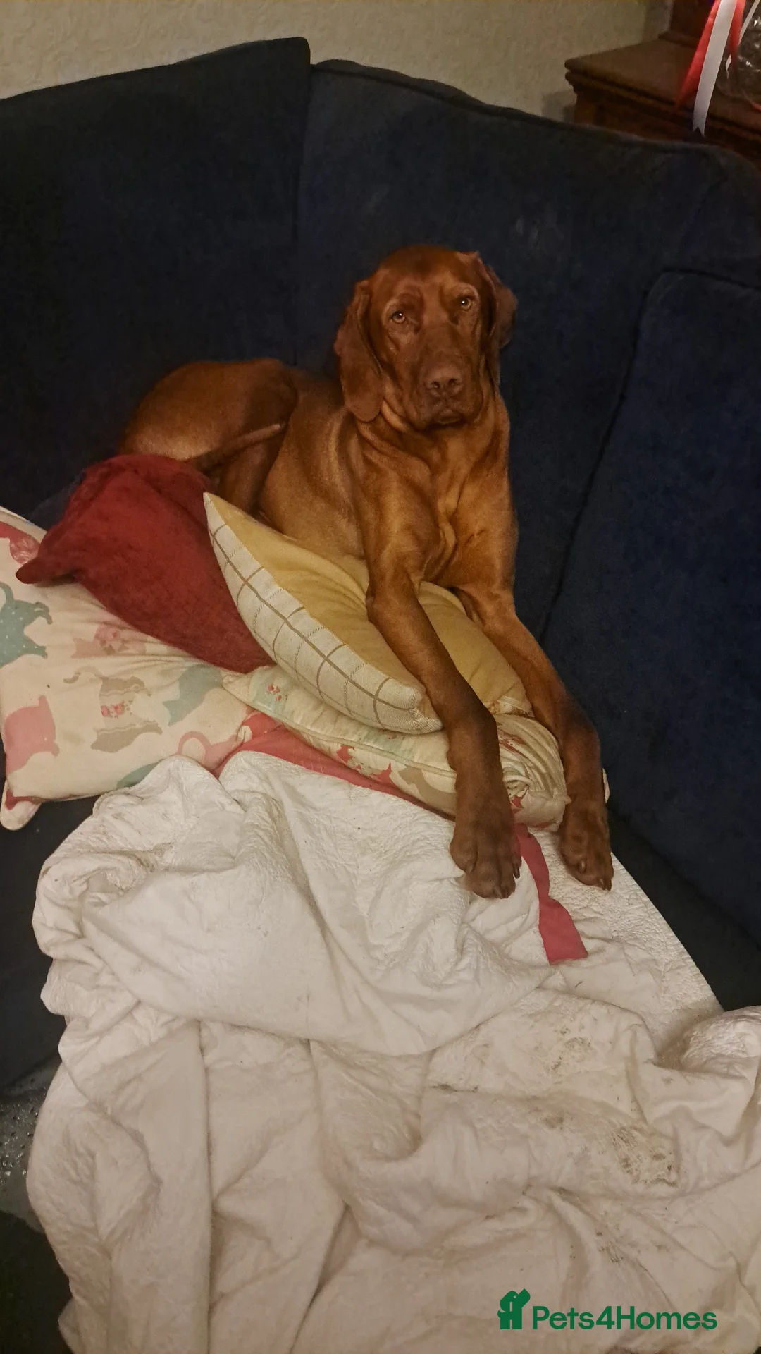 Mixed Breed dogs for sale: 2 Beautiful puppy's looking for forever home  - Advert 2