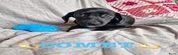 Mixed Breed dogs for adoption: 🐾 Comet - small paws, big adventures 🐾 in Corby - Advert 1