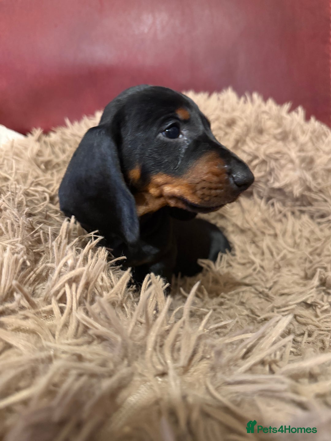 Dachshund dogs for sale: Smooth hair Dachshund puppies  - Image 6