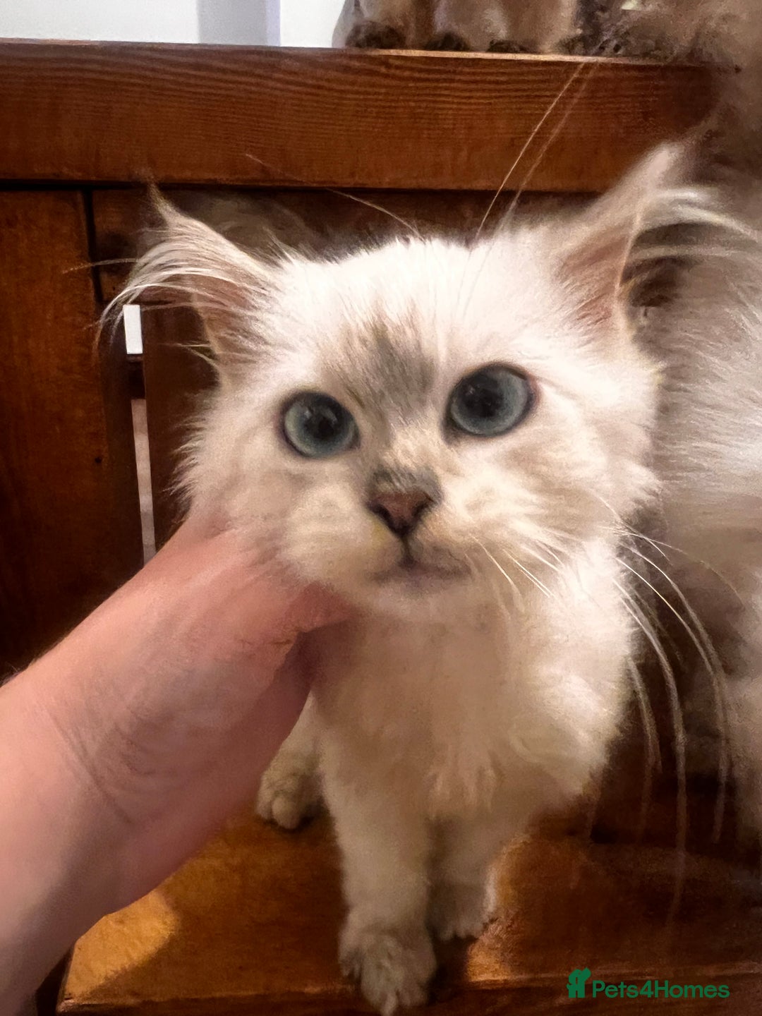 Siberian cats for sale: Three Siberian kittens!! - Image 8