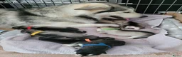 Alaskan Malamute dogs for sale: Pedigree Alaskan malamute puppies  in Sheffield - Advert 5