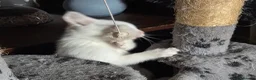 Mixed Breed cats for sale: Snow bengal cross turkish angora kittens  - Advert 13