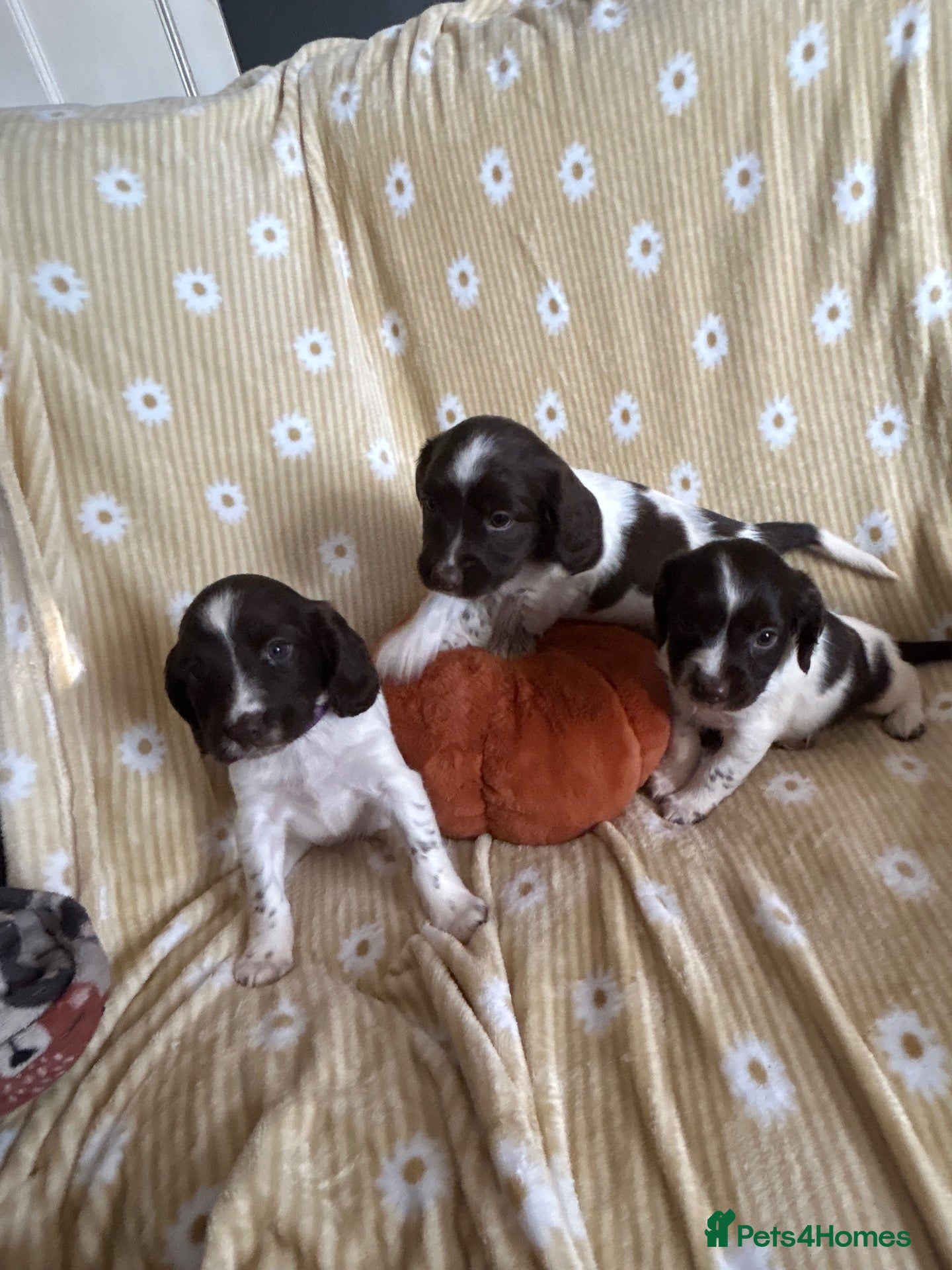 English Springer Spaniel dogs for sale: Springer spaniel pups  - Advert 1