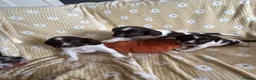 English Springer Spaniel dogs for sale: Springer spaniel pups  - Advert 1