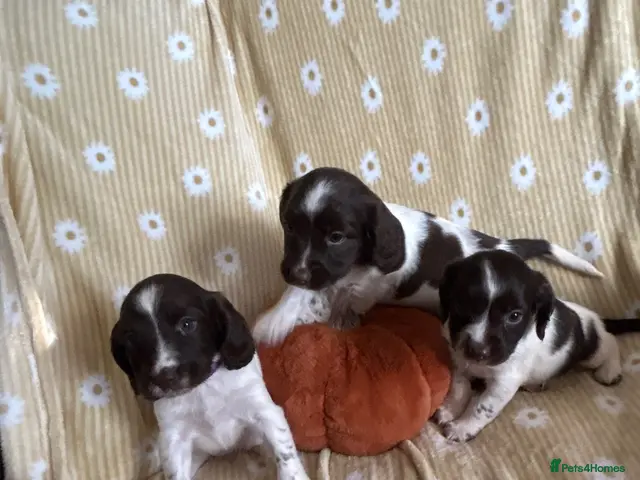 English Springer Spaniel dogs for sale: Springer spaniel pups - Advert 1