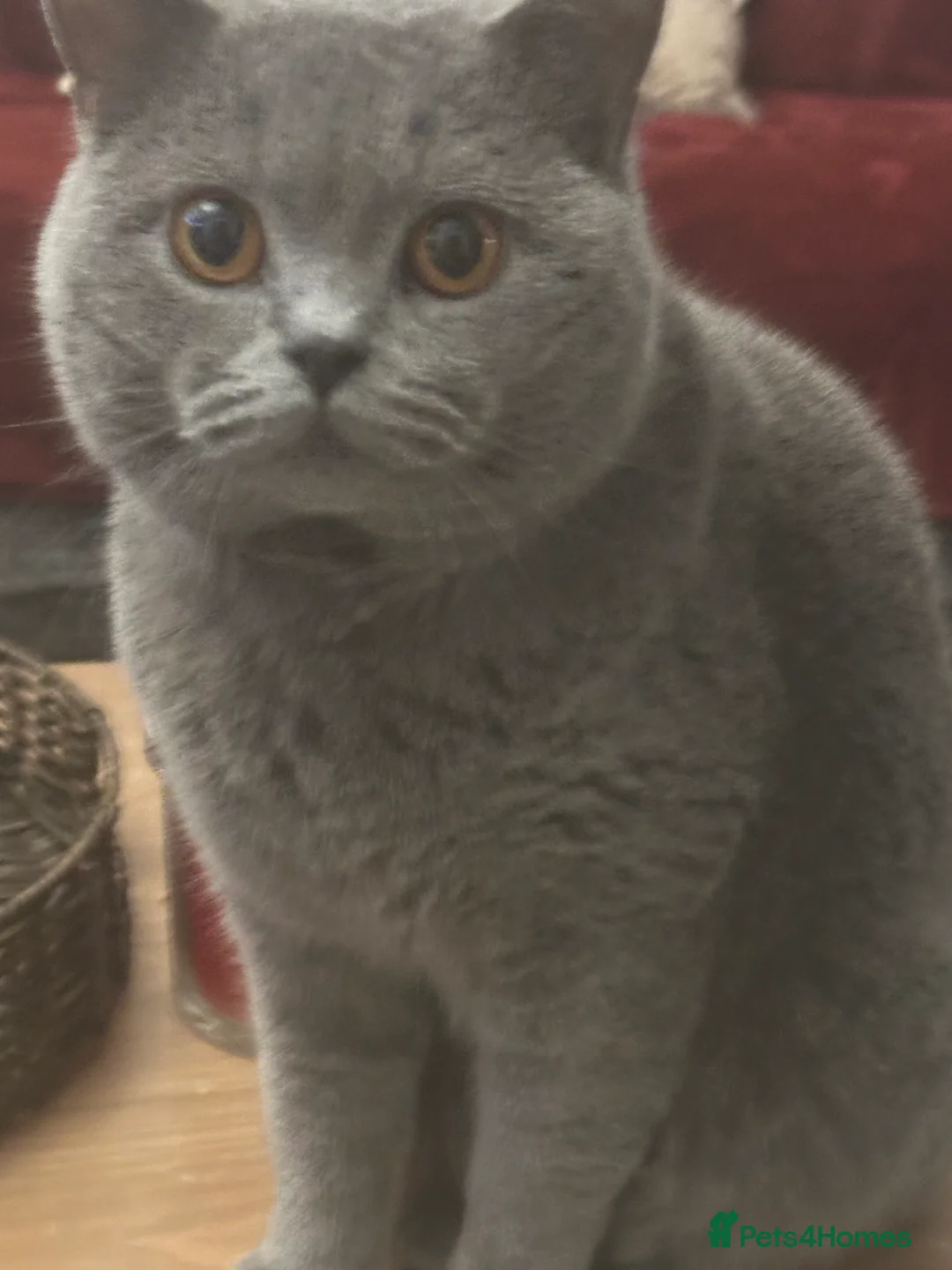 British Shorthair cats for sale: Sully our British shorthair Boy - Advert 9