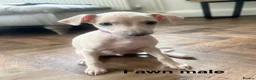 Italian Greyhound dogs for sale: Health tested KC reg Italian Greyhound Puppies  - Advert 4