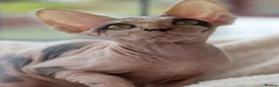 Sphynx cats for sale: Beautiful Pedigree Sphynx Kittens  - Advert 19