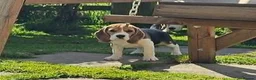 Beagle dogs for sale: Stunning Male Blanket Tri Beagle Puppy - Ready Now - Advert 6
