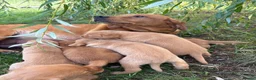 Labrador Retriever dogs for sale: KC Registered Fox Red Labrador Puppies  - Advert 5