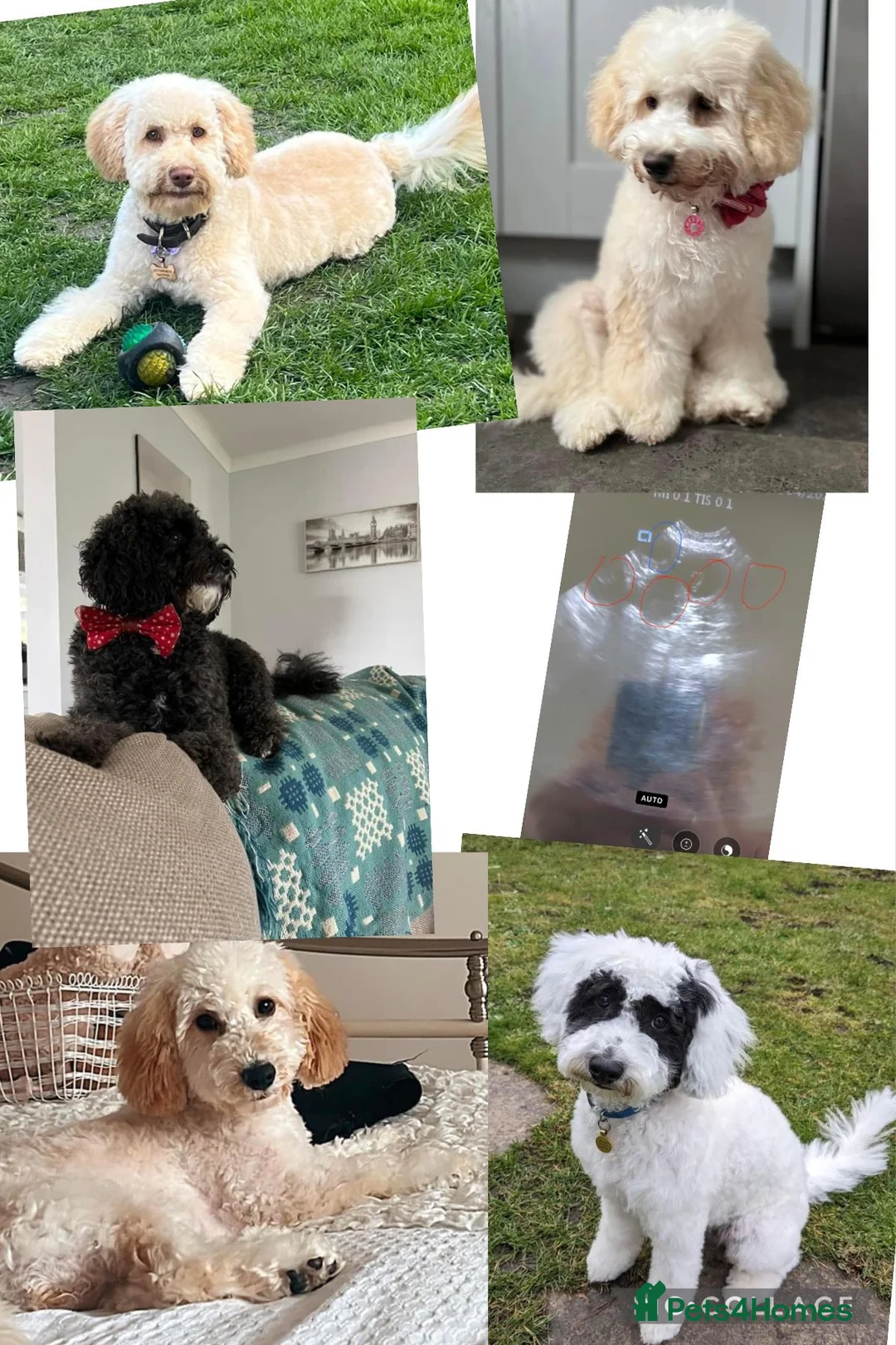 Miniature Poodle dogs for stud: Well PROVEN STUD Archie Minature Poodle  in Chard - Advert 39