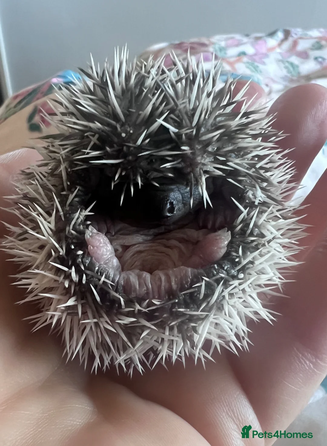 Pygmy Hedgehog rodents for sale: African Pygmy hedgehogs hoglets  - Advert 2
