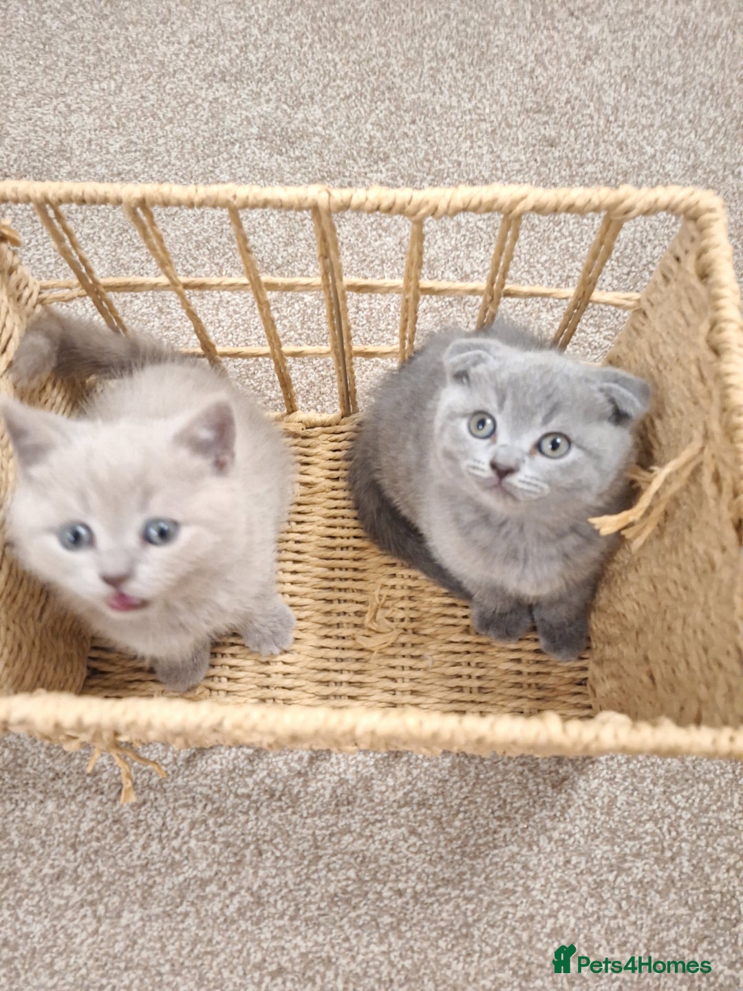 Scottish Fold cats for sale: Kittens for sale - Advert 4