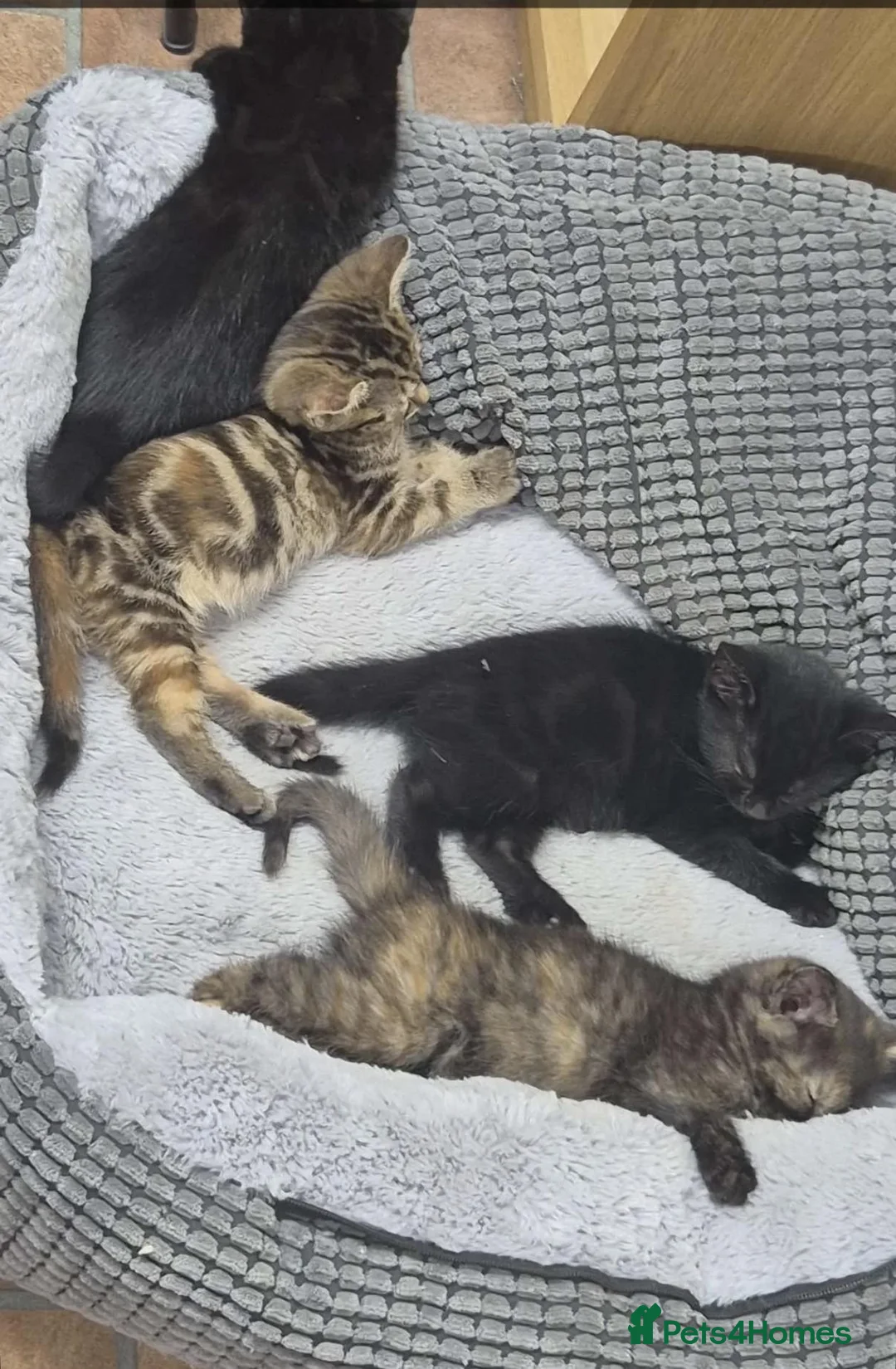 Domestic Shorthair cats for sale: 2 black kittens  - Advert 2