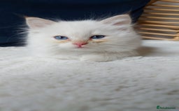 Siamese cats for sale: Ready to Leave Flame Point Siamese Kittens - Image 17