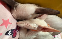 Sphynx cats for sale: Sphynx girls beautiful loving babies - Image 9