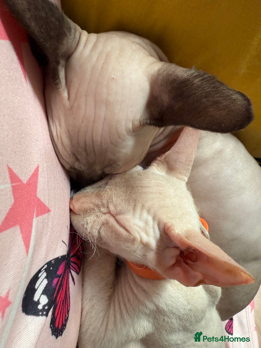 Sphynx cats for sale: Sphynx girls beautiful loving babies - Image 9