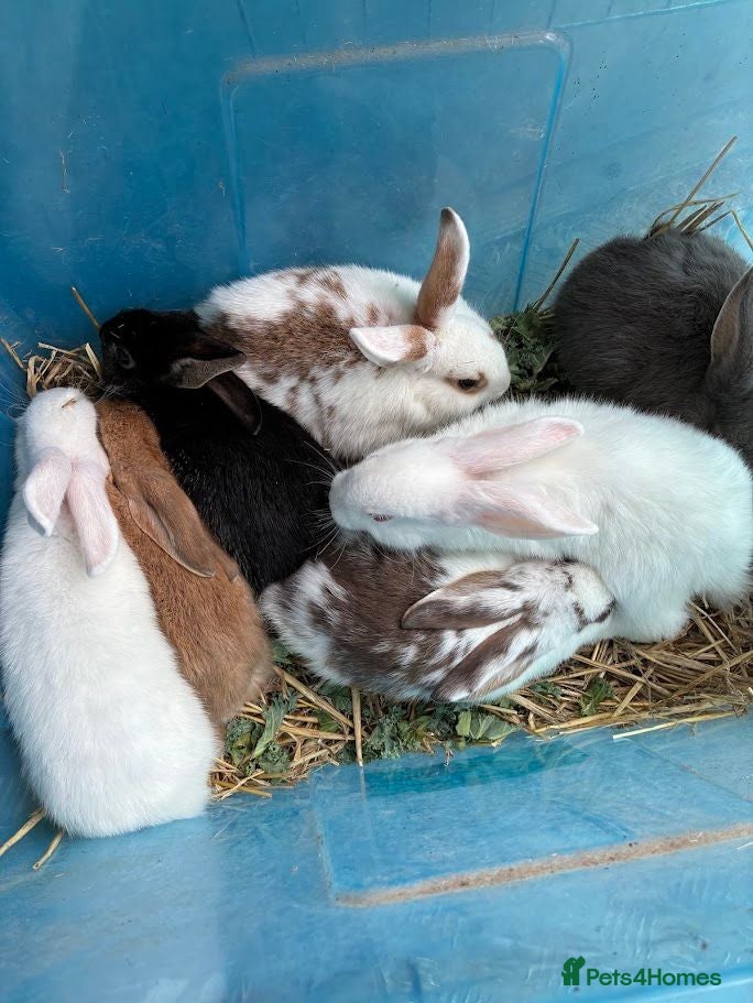 Mixed Breed rabbits Beautiful Mixed Breed Baby Rabbits  - Advert 1