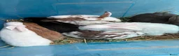 Mixed Breed rabbits for sale: Beautiful Mixed Breed Baby Rabbits  - Advert 1
