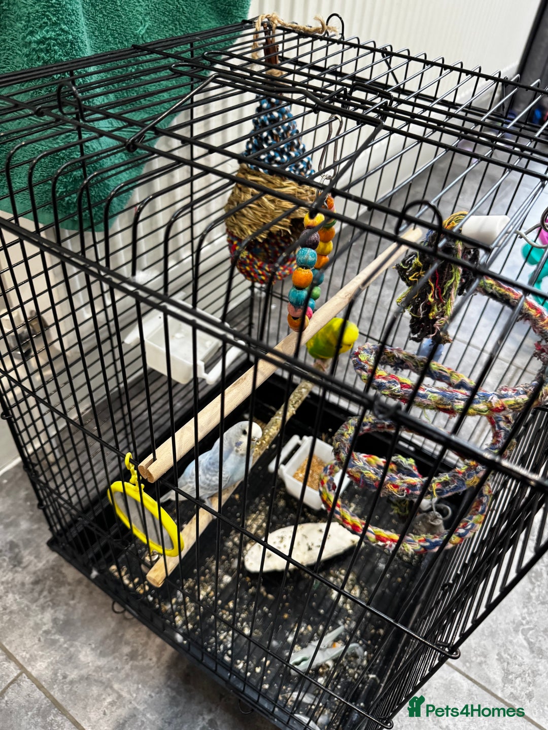 Budgerigars birds for sale: 2 beautiful budgie’s, male (green) female (blue) - Image 5