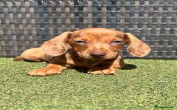 Miniature Dachshund dogs for sale: Stunning miniature dachshund puppies  - Image 2