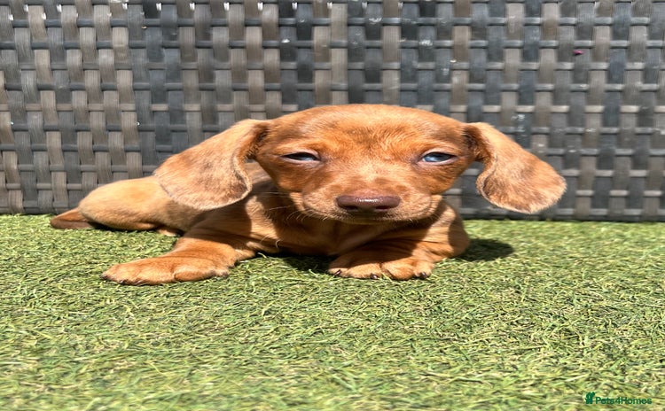 Miniature Dachshund dogs - Advert 12