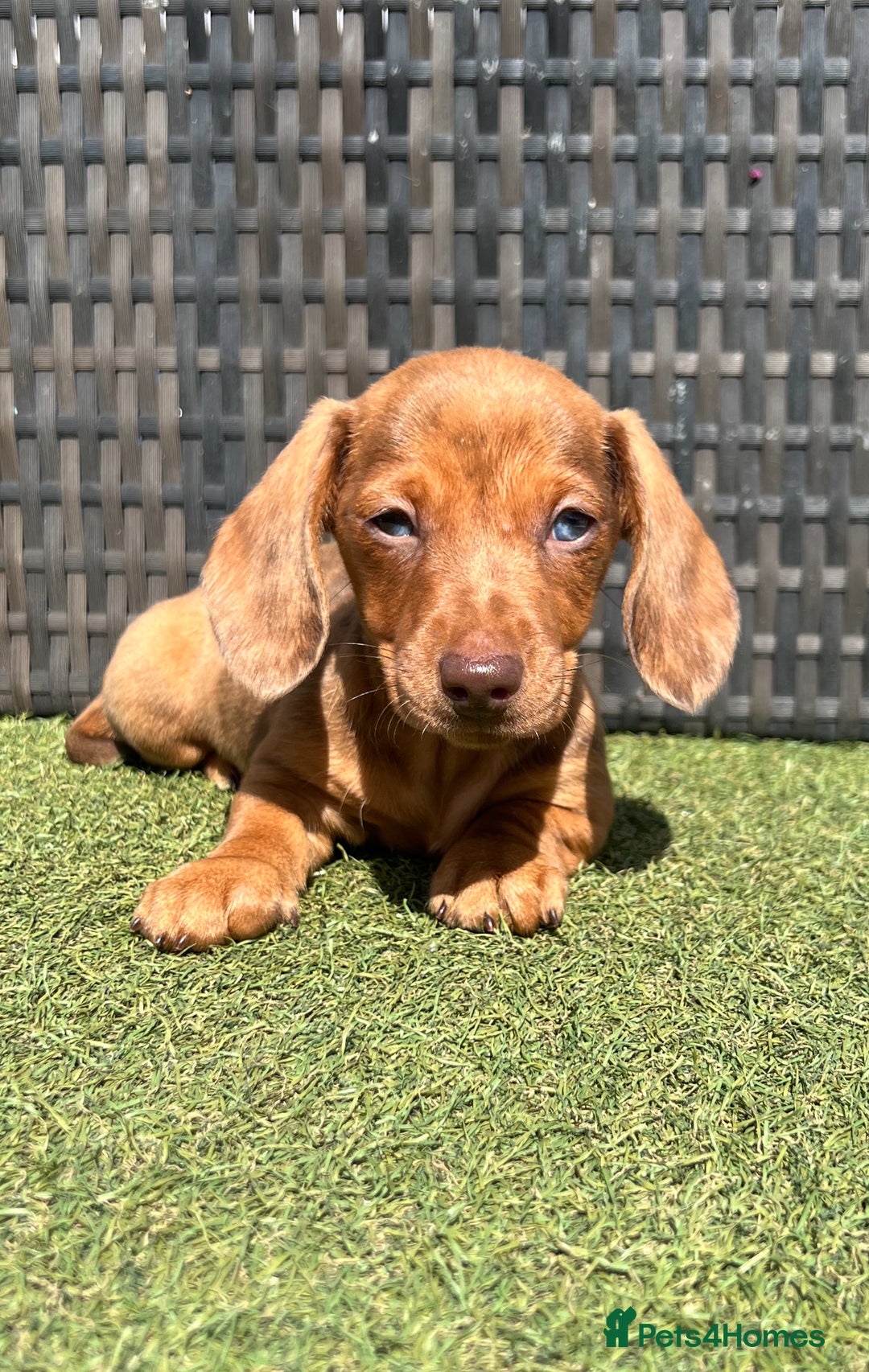 Miniature Dachshund dogs for sale: Stunning miniature dachshund puppies  - Image 2