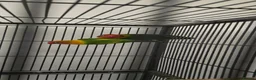 Lovebirds birds for sale: Breeding pair lovebirds in Bristol - Advert 4