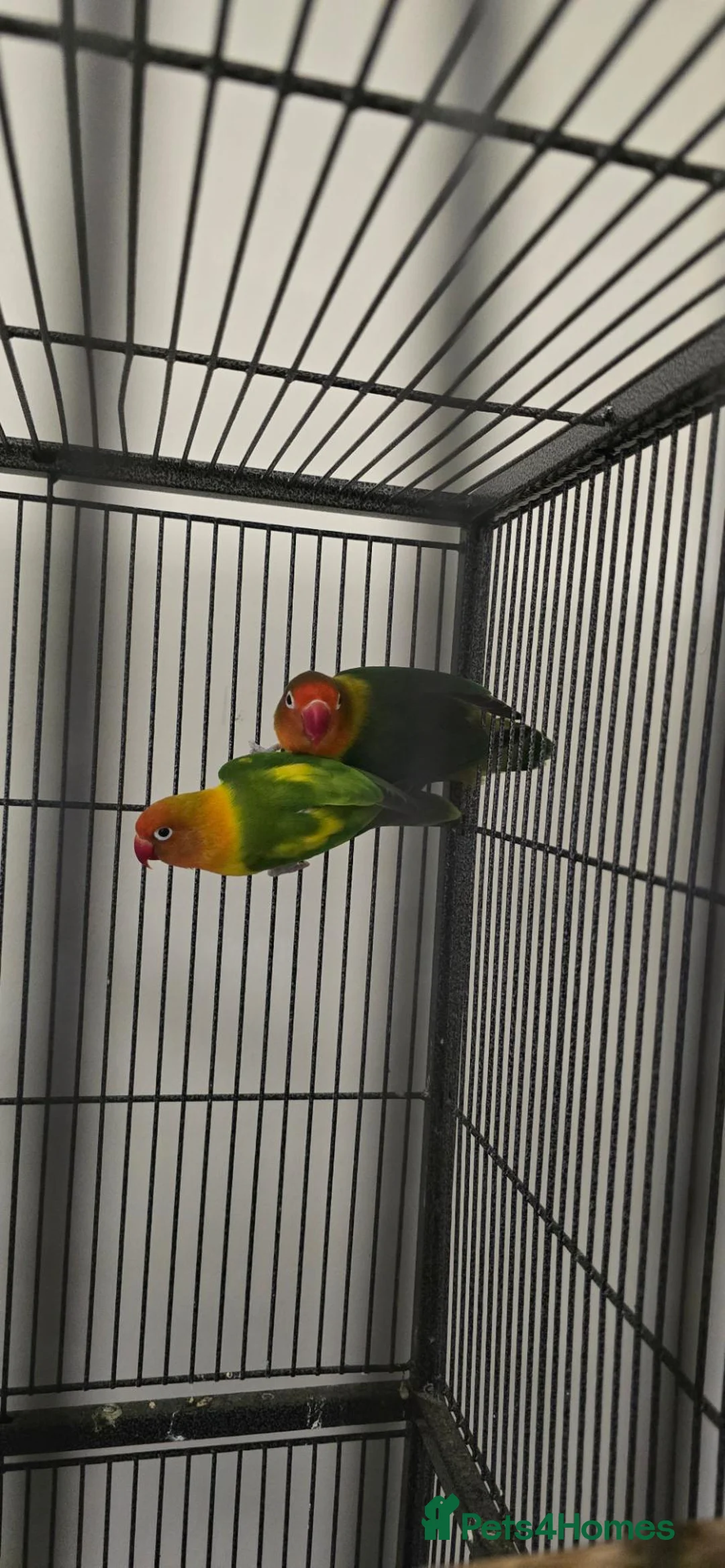 Lovebirds birds for sale: Breeding pair lovebirds in Bristol - Advert 4