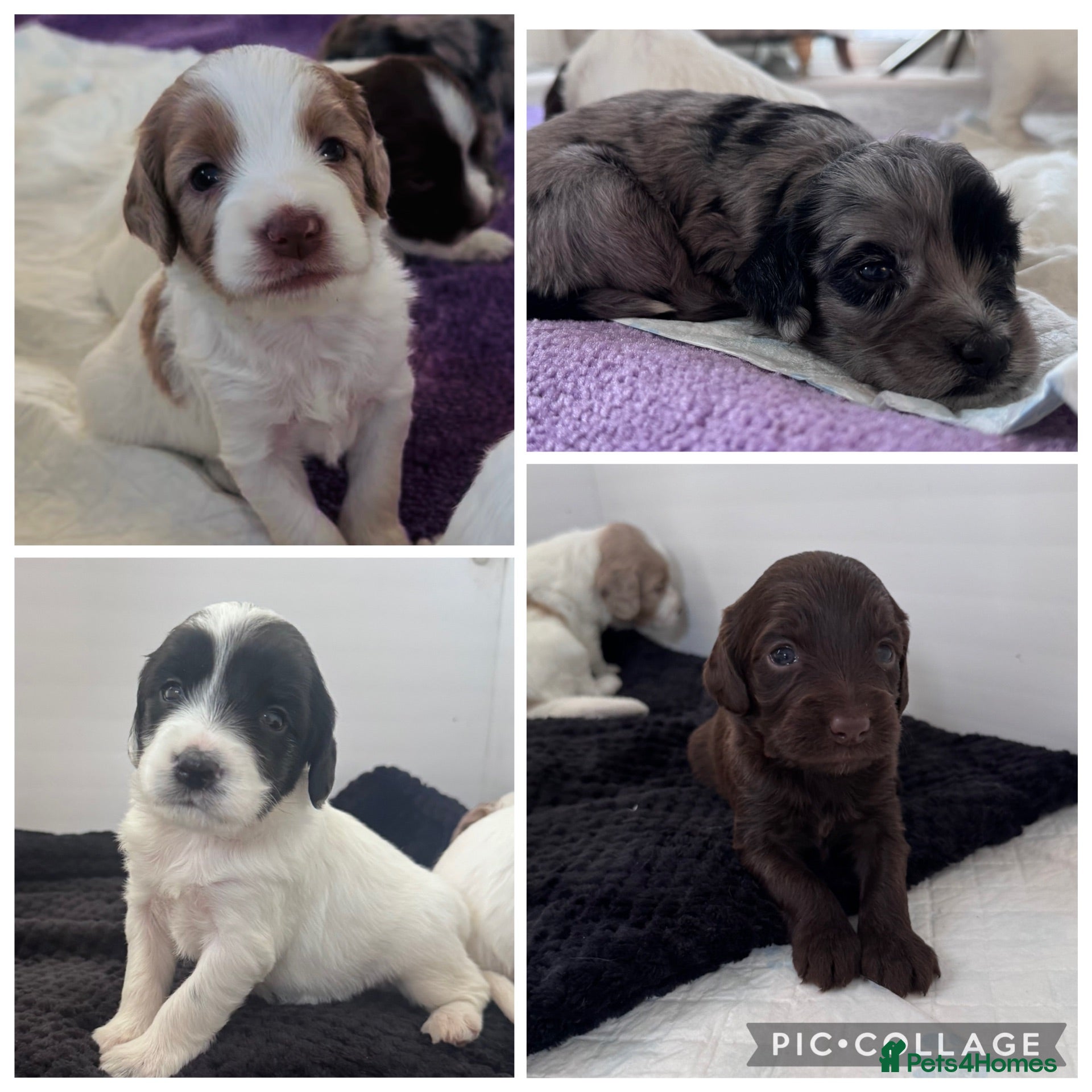 Sproodle dogs Rare Merle Sroodles  - Advert 12
