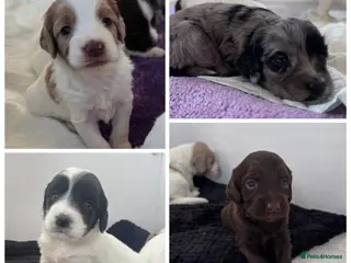 Sproodle dogs Rare Merle Sroodles - Advert 12
