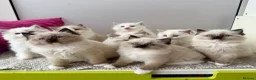 Ragdoll cats for sale: TICA registered ragdoll kittens - Advert 7
