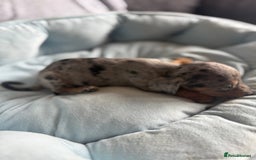Miniature Dachshund dogs for sale: Miniature dachshund puppy’s  - Image 14