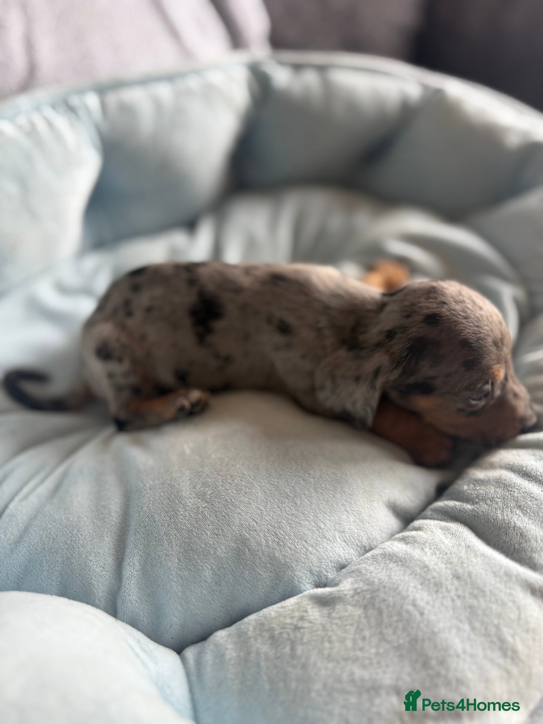 Miniature Dachshund dogs for sale: Miniature dachshund puppy’s  - Image 14