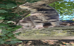 Maine Coon cats for sale: Three stunning pure bred Maine Coon girls - Image 16
