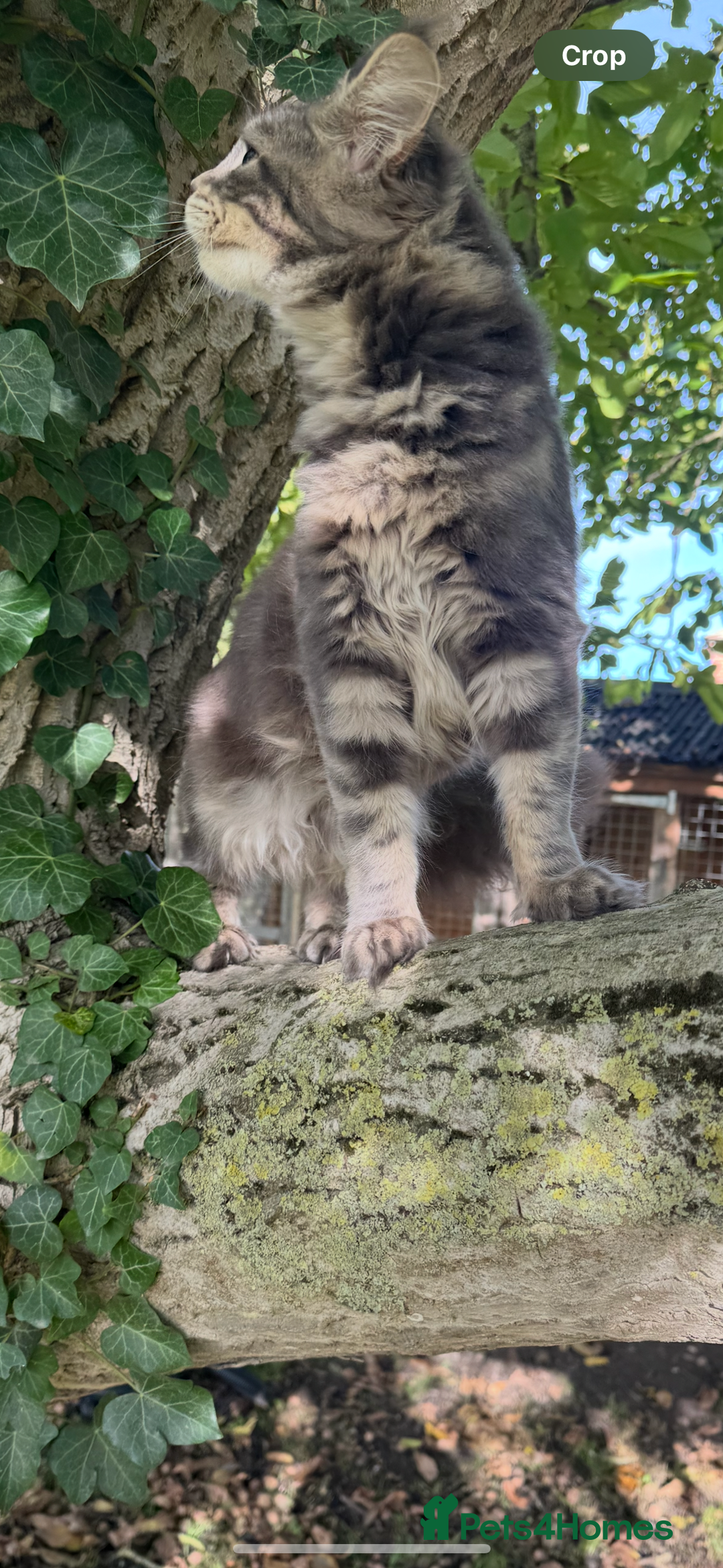 Maine Coon cats for sale: Three stunning pure bred Maine Coon girls - Image 16