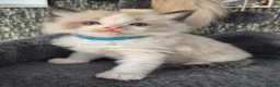 Ragdoll cats for sale: DNA tested Ragdoll kittens  - Advert 15