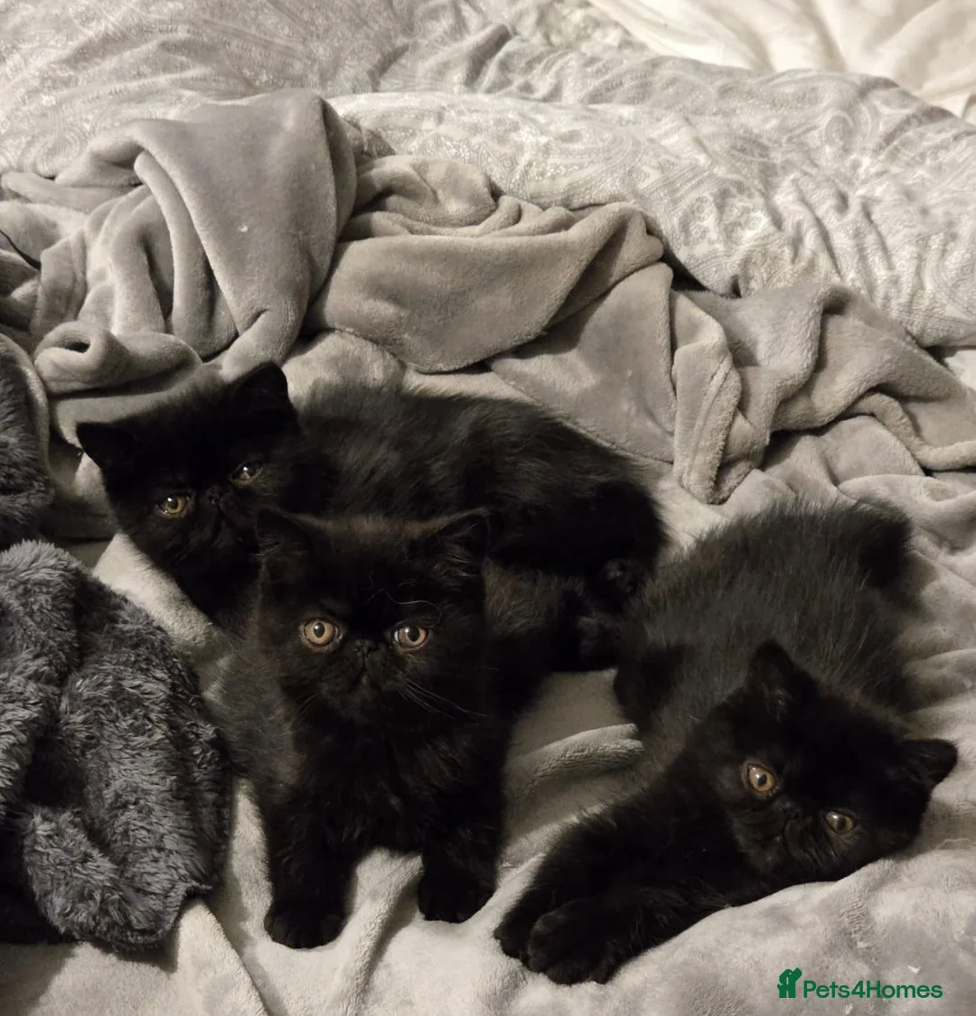 Exotic cats for sale: Stunning short hair exotic kittens  in Boston - Advert 1