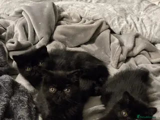 Exotic cats Stunning short hair exotic kittens in Boston - Advert 5