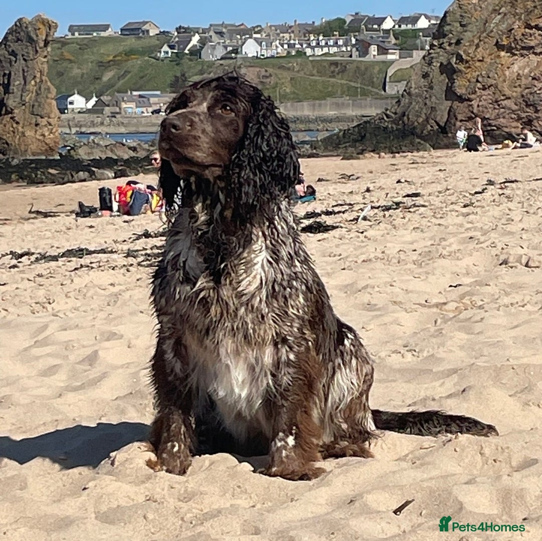 Cockapoo dogs for sale: Beautiful cockapoo puppies  - Advert 12