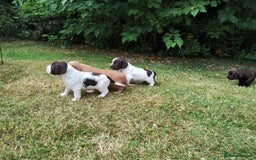Cocker Spaniel dogs for sale: Cocker Spaniel Puppies - Image 17
