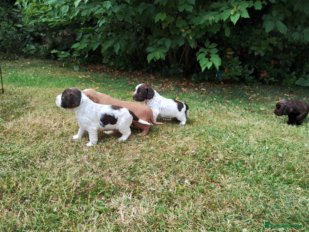 Cocker Spaniel dogs for sale: Cocker Spaniel Puppies - Image 17