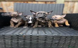 English Bull Terrier dogs for sale: English bull terrier (Working lines) - Image 2