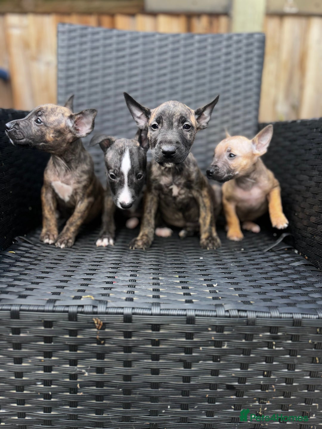 English Bull Terrier dogs for sale: English bull terrier (Working lines) - Image 2