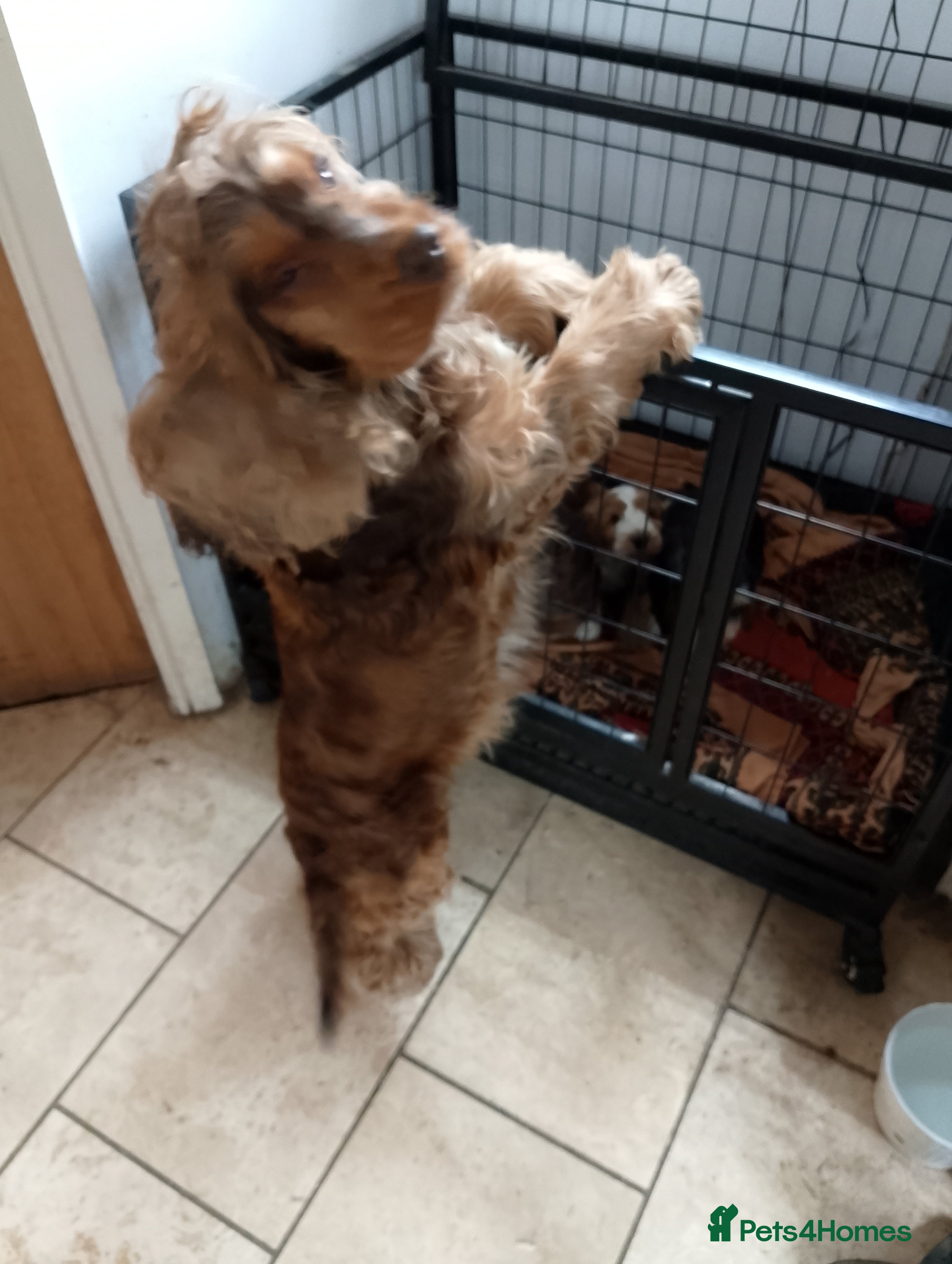 Cockapoo dogs Stunning Cockapoos KC Pedigree of parents  - Advert 1