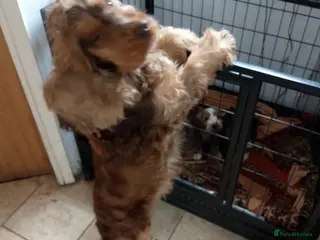 Cockapoo dogs Stunning Cockapoos KC Pedigree of parents - Advert 13