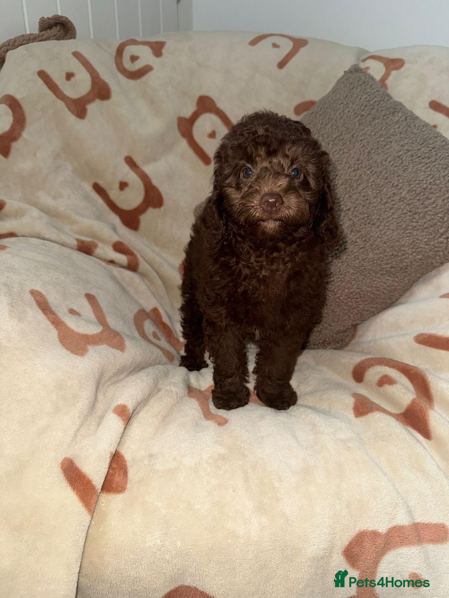 Miniature Poodle dogs Stunning Chocolate Mini Poodle Girls - Advert 3