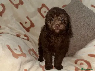 Miniature Poodle dogs Stunning Chocolate Mini Poodle Girls - Advert 3